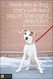 I really like that dog. Walk Like A Dog They Will Lead You In The Right Direction Pawsh Magazine Dog Walking Quotes Dog Quotes Walking Quotes