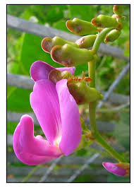 Image result for Canavalia cathartica