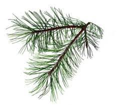34 Ideas For Tattoo Tree Pine Branches Tree Branch Tattoo Pine Tattoo Pine Tree Drawing