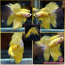Pin Oleh Marianne Sans Di Beautiful Betta Fish Ikan Cupang Binatang Lucu Binatang