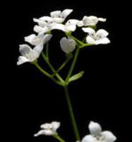 Image result for Galium scioanum