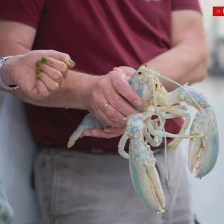 A one-in-100-million catch has a new home at the University of New England.  This is Casper, the ghost lobster. 🦞 Tap link in bio for story. (📷:  University of New England) #maine #