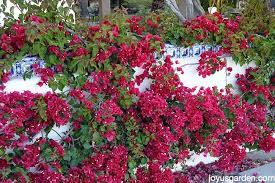 Why Is My Bougainvillea Dropping Lots Of Yellow Leaves