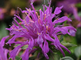 Bee balm — any of 12 north american annual or perennial plants in the genus monarda , variously known as bergamot , horsemint, … английский словарь британика. Bee Balm How To Grow And Care For Monarda Hgtv
