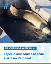 🐟 Pirarucu no Rio Paraguai acende alerta no Pantanal A captura de um  pirarucu no Rio Paraguai, em C&aacute;ceres (MT), chamou aten&ccedil;&atilde;o de ambientalistas  e especialistas. A esp&eacute;cie, t&iacute;pica da Amaz&ocirc;nia, n&atilde;o