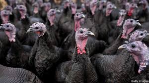 Track breaking turkey headlines & analysis on hürriyet daily news. Why Is Turkey Meat Becoming Increasingly Popular The Economist