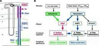 give the mechanism of urine formation with flow diagram