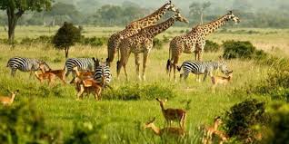 They are closely related to humans. Safari Animals 15 Iconic Animals To Spot On A Game Drive
