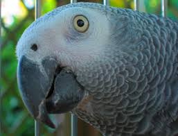What You Need To Know About Lifespan African Grey Parrot