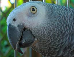 what you need to know about lifespan african grey parrot