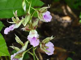 Image result for Eulophia guineensis