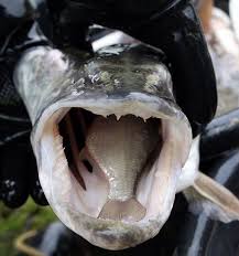 Fish In A Fish Mouth With Images Fish