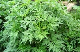 Skema pembuatan sediaan krim ekstrak daun kenikir. Manfaat Daun Kenikir Untuk Kesehatan Mampu Menguatkan Tulang Dan Mencegah Kanker Gingsul Com