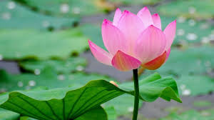 Lotus Wallpaper 6859914 Lotus Flower Images Lotus Flower Wallpaper Beautiful Flowers