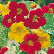 Tropical motherwort seeds mustard seeds (3) new zealand spinach seeds okra seeds orach seeds oregano seeds (2). Nasturtium Seeds Alaska Mixed Dobies
