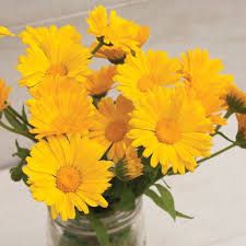 Resina Calendula From Johnny S Seeds Calendula Flower Seeds Rainbow Garden