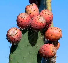Image result for Opuntia monacantha
