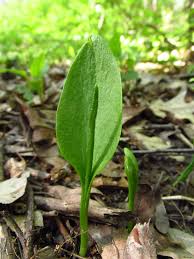 Image result for Ophioglossum thomasii