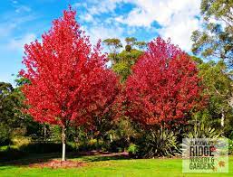 There is no better maple to plant. Blackwood Ridge Blog Blackwood Ridge Nursery