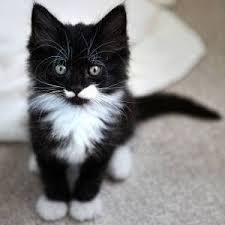 Image Result For Tuxedo Cat Long Hair Kitten Cat Dog Photo Cats Dog Photo Contest