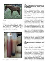 Image_caption= criollo horse altname= criollo (argentina), crioulo (brazil), costeño/morochuco the criollo is a hardy horse with a brawny and strong body. Pdf Outbreak Of Equine Monocytic Ehrlichiosis In Criollo Horses