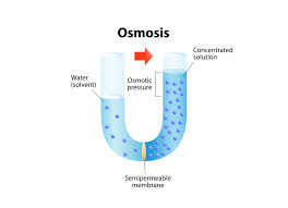 Viimeisimmät twiitit käyttäjältä osmosis (@osmosiszone). What Is Reverse Osmosis And How Does Reverse Osmosis Work
