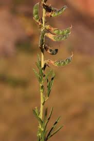 Image result for Melolobium