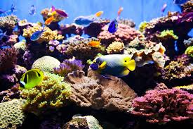 Optimal Tank Temperatures For A Saltwater Aquarium