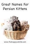 Top 100 Persian Cat Names for Male & Female Kitties - CatVills