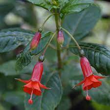 Fuchsia Hinnerike Fuchsia Bloom Flowers