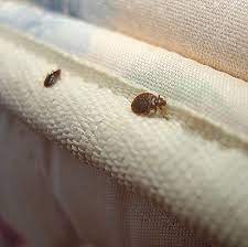 What do bed bug bites look like? How To Find Identify Bed Bugs Signs Of Bed Bugs Orkin
