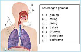 Rpp sistem pencernaan manusia kelas 8 viii smp 1. Kunci Jawaban Buku Tema 2 Kelas 5 Subtema 1 Pembelajaran 2 Contoh Rpp Sd Dan Soal Sd