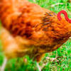 Imagen de la noticia para "Pastoreo Racional Voisin" "consiste en" de nutriNews Nutrición animal (Comunicado de prensa) (blog)