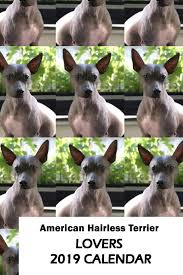 Librivox is a hope, an experiment, and a question: American Hairless Terrier Lovers 2019 Calendar Depot Mega Media Amazon De Bucher