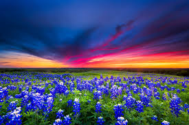 We did not find results for: Photo Flower Field Field Landscape Free Pictures On Fonwall