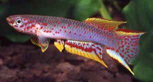 Image result for Pycnostachys kassneri