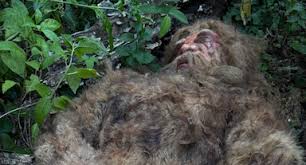 Bigfoot remains a moneymaking hoax – Sharon A. Hill