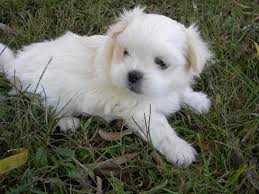 Pomchi puppy pop art print 8x10 dog collectible pomeranian chihuahua mix ksams. Pomchi Pomeranian Chihuahua Mix Info Pictures Facts Traits Doggie Designer