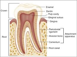 Image result for Periapical Block