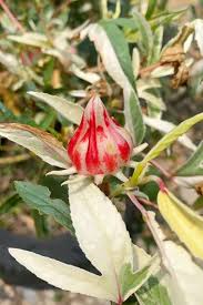 Image result for Hibiscus sabdariffa