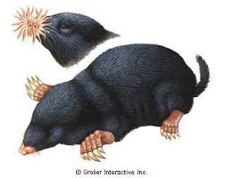 More of an annoyance than serious threat, moles and their digging affect the look of lawns and can indirectly damage crops, flowers and plants. Getting Rid Of Moles Mole Extermination