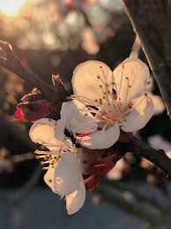 Select from premium apricot flower of the highest quality. Apricot Flowers Tree Free Photo On Pixabay