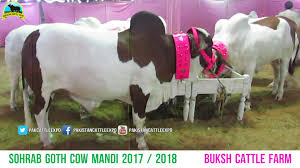 Most beautiful cow qurbani 2018 | dangerous bull qurbani 2018 qurbani,camel qurbani,eid ul adha 2018,bakra eid 2018,cow. 638 Buksh Cattle Farm Video Cow Mandi 2017 2018 Karachi Sohrab Goth Video Dailymotion