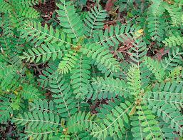 Image result for Sesbania sericea