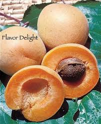 Willis orchard company carries a variety of trees that grow as far north as maine and as far south as florida and most places in between. Pin On Gardening For A Non Gardener