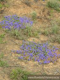 Image result for Aptosimum procumbens