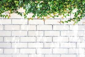 But have strugged to find reasonably priced cream coloured apex coping here in hertfordshire (reasonably priced = about £5 for a double brick wall piece). Image Of Green Ivy Leaves On The Top Of White Brick Wall Textured Background Austockphoto