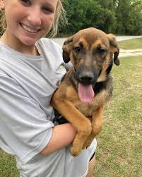 Almost Home Dog Rescue (PA)