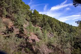 Der bosque de la esperanza ist der größte zusammenhängende wald der ganzen insel und verläuft in 1500 metern. Esperanza Wald Teneriffa 2 Rundwanderungen Siebeninseln