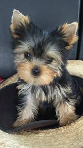 All teacup yorkie pups listed on this page are for sale! Wild West Yorkies Txyorkie Com Yorkie Puppies For Sale In Texas Past Puppies Black And Gold Yorkies Yorkie Puppy Teacup Yorkie Puppy Yorkie Puppy For Sale